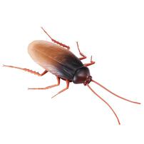 Robo Alive Cockroach