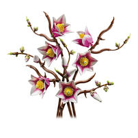 LEGO Botanicals Magnolia Branches 11510